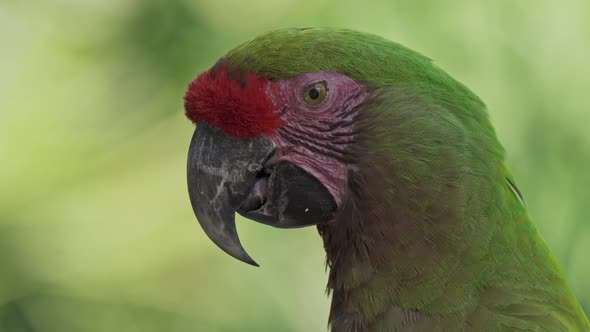 Side close-up of red-fronted macawing tongue and blinking eyes