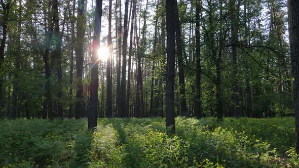 Wild Forest Landscape on a Summer Day