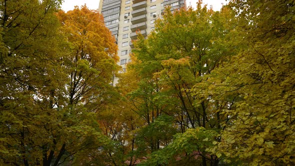 Colored Deciding on the Trees in the Som Early Autumn Autumn Landscape