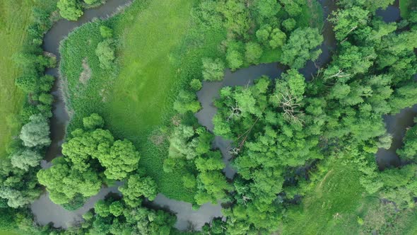 Meanders River Delta River Dron Aerial Video Shot Inland in Floodplain Forest and Lowlands Wetland