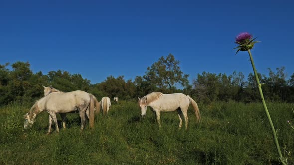 White Camargue horses, Camargue, France