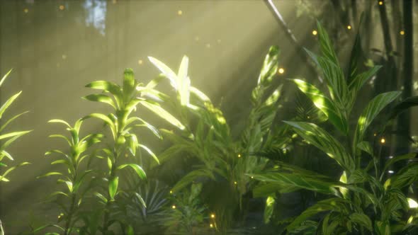 Fog Over the River in the Early Morning on an Summer Day alt