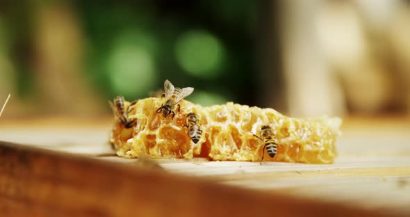 Bees on a piece of fresh honeycomb