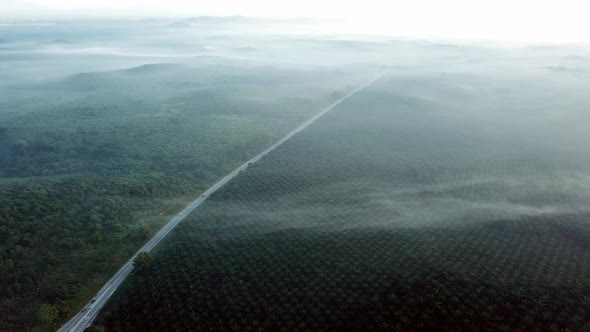 Car drive along the road near oil palm plantation in misty morning