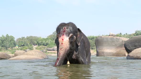 Beautiful playful elephant Lakshmi spraying herself in the river in Hampi.