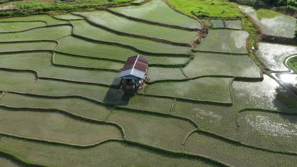 Aerial drone view of agriculture in rice on a beautiful field filled with water