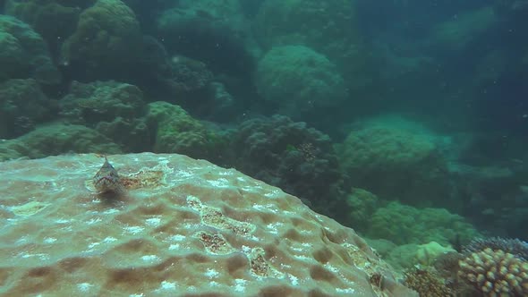 small reef fish on coral head