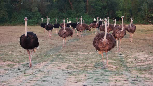 Group of Big Ostriches Walking on the Field.