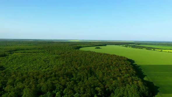 The Border Between Lush Forest Green Fields With Beautiful Blue Sky Aerial Footage