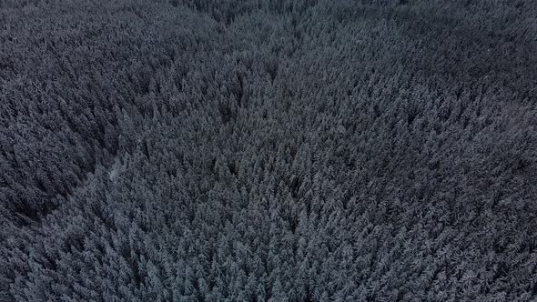 Above Winter Forest 