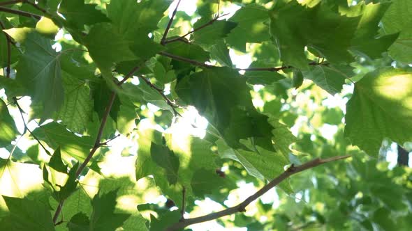 Tree Flare Sun Shine