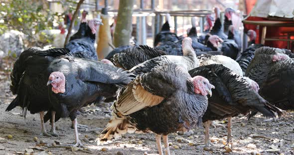 Wild Turkey bird on the farm