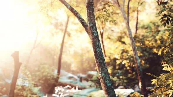 Green Forest in Morning Sunlight