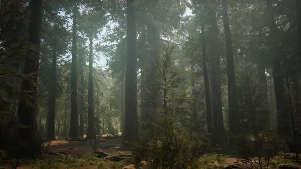 Sunset on the Giant Forest, Sequoia National Park, California alt