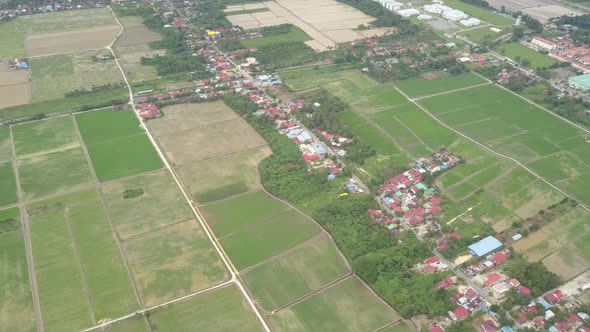 Aerial green paddy field at Balik Pulau