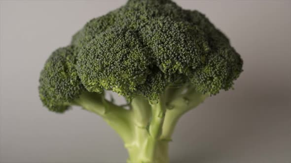 Green fresh broccoli head