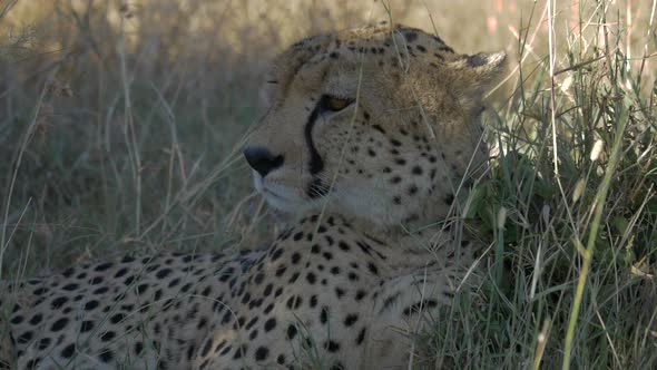 Close up shot of a cheetah