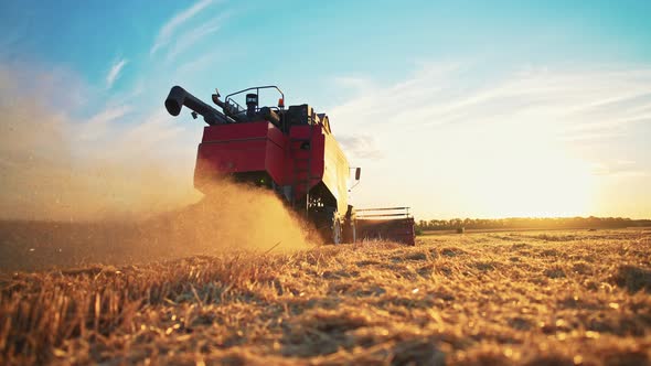 Working Harvesting Combine in Wheat Field on Sunset