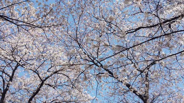 Cherry Blossom Tree