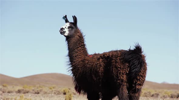 Llama in the Altiplano, South America.