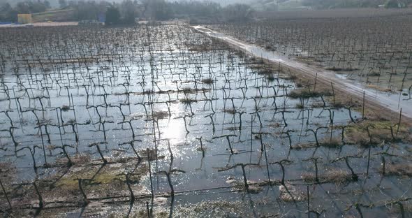 Aerial view of a vineyard flooded with water, Golan Heights, Israel.