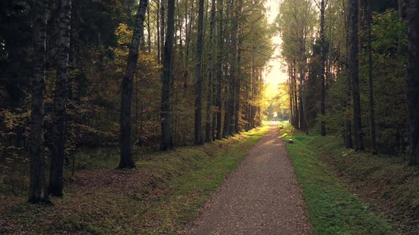 Autumn Park with Alley