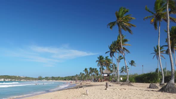 Coconut Palm Tree on Macao Beach