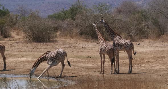 Masai Giraffe, giraffa camelopardalis tippelskirchi, Group Drinking at Water Hole