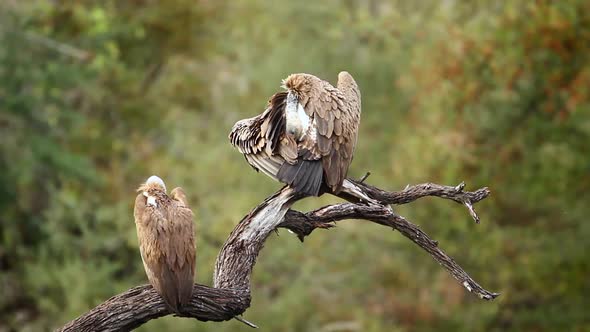 White backed Vulture in Kruger National park, South Africa