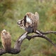 White backed Vulture in Kruger National park, South Africa - VideoHive Item for Sale