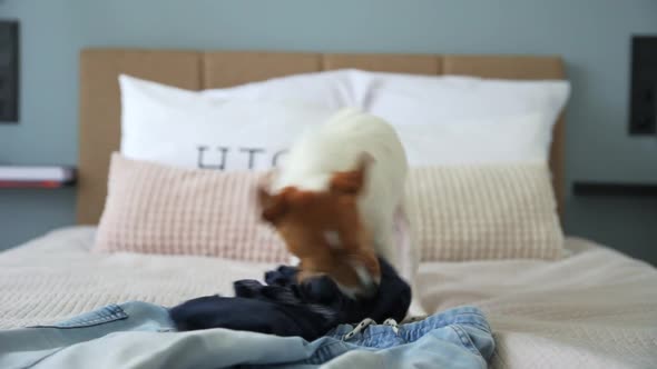 Dog Playing with Clothes Chewing Tshirt