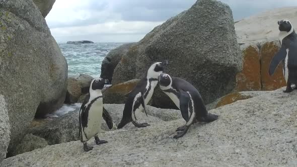 penguin shakes off water penguin shakes off water
