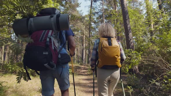 Back View of Mature Couple of Hikers Doing Trekking with Poles Outdoors