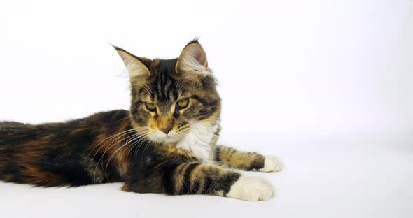 Brown Tortie Blotched Tabby and White Maine Coon Domestic Cat, Female laying , Normandy in France,