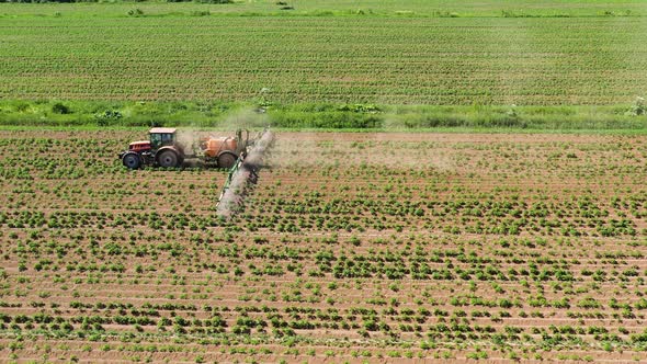 Tractor Spraying Pesticides on Vegetable Field with Sprayer