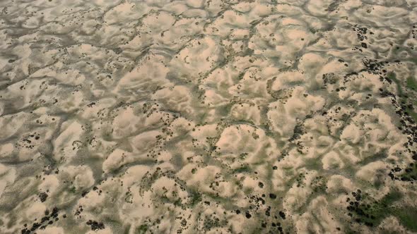 Desert Plants on Sand in Semi-Desert Dunes