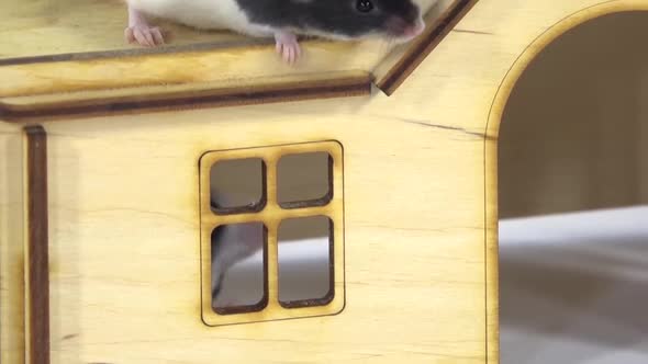Decorative Cute Rats Close Up in a Small Wooden House at White Background