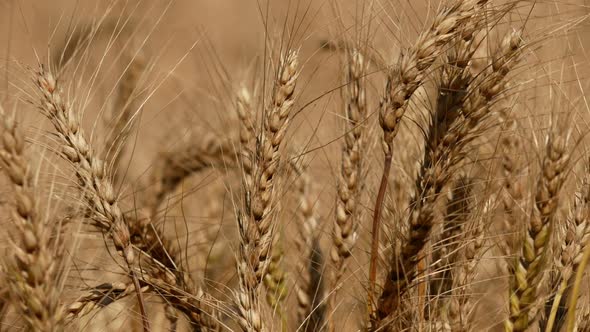 Barley Farm