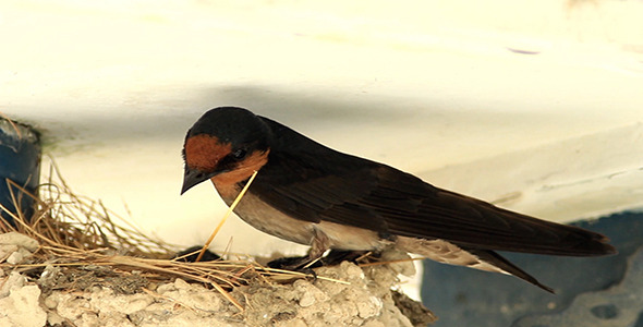 Barn Swallow Nesting