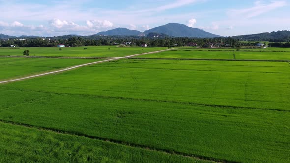 Aerial fly over natural outdoor green paddy field