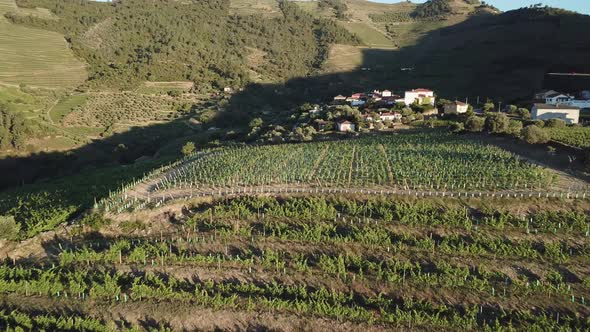 Approaching and flying low over a hilltop vineyard lined with rows of grape vines in the Douro Valle