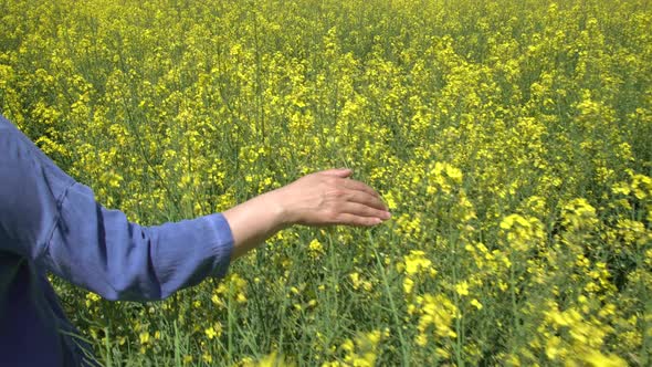 Girl Walking Field Of  Yellow Canola Flowers