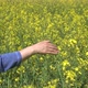 Girl Walking Field Of  Yellow Canola Flowers - VideoHive Item for Sale