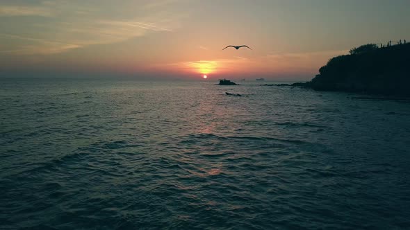 seagull at sunset on the ocean