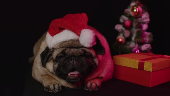 Pug Dog in a Hat Like Santa Claus