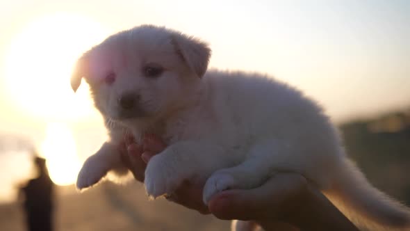 Cute Small White Fluffy Puppy Sitting on the Human Hand on the Beach Before the Sunset