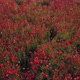 Flight Over Field of Red Poppies at Sunset - VideoHive Item for Sale