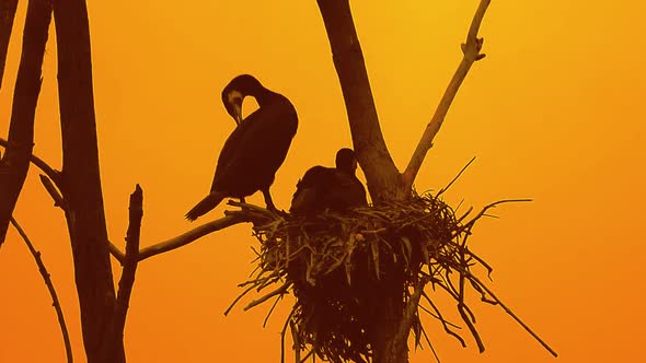 Birds family sitting on top of the tree at their nest at beautiful sunset evening Silhouette