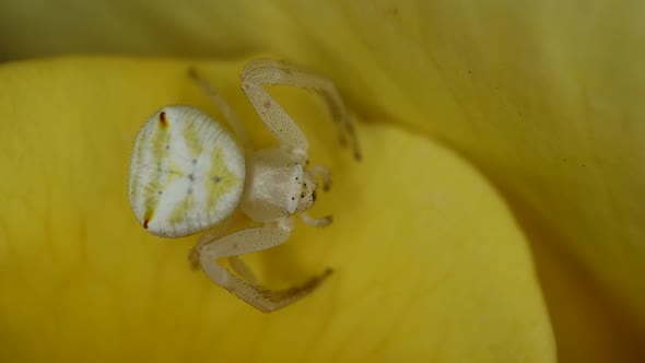 Flower Crab Spider On A Rose Petal