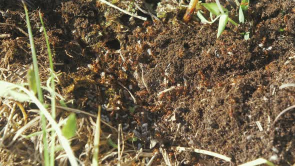 Ants working togethering their eggs to safer place